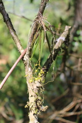 Trizeuxis falcata