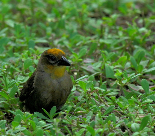 iNaturalist image