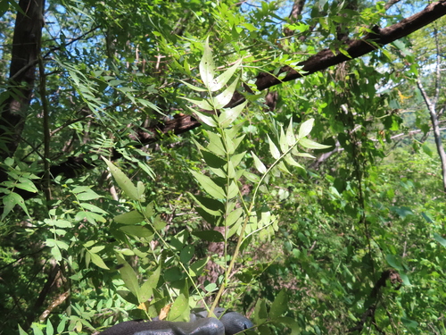 Bursera lancifolia (Schltdl.) Engl. 2