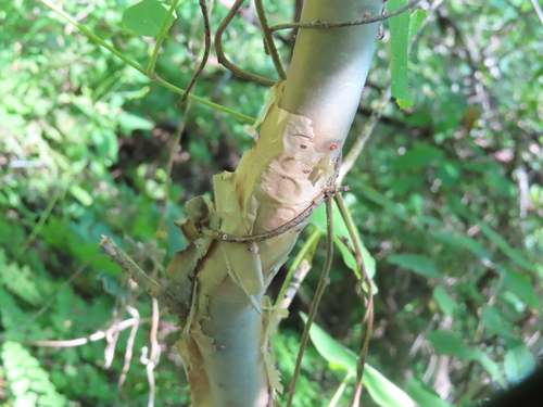 Bursera lancifolia (Schltdl.) Engl. 3