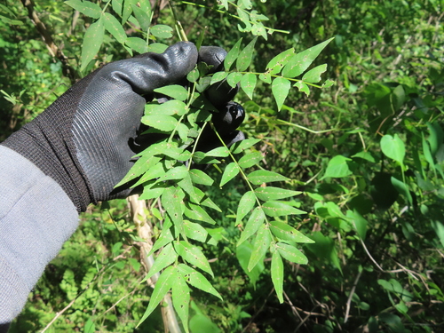 Bursera lancifolia (Schltdl.) Engl.