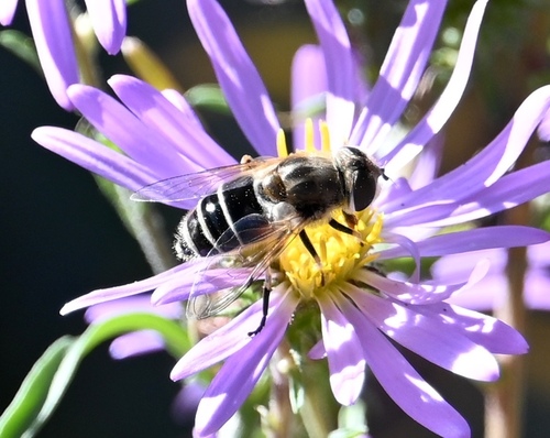 Unknown species found near Santa Fe, NM, USA