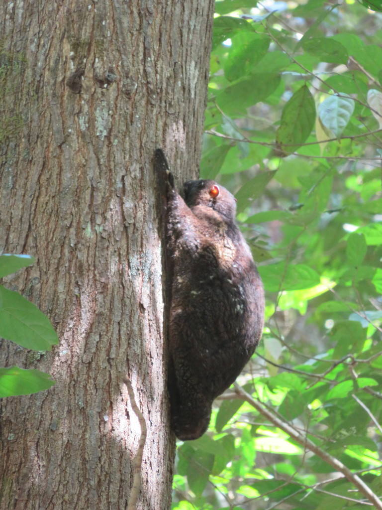 Philippine Colugo from Dimiao, Bohol, Philippines on February 27, 2019 ...