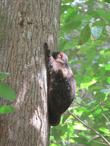 Philippine Flying Lemur