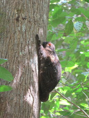 Cynocephalus volans