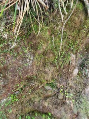 Metrosideros carminea