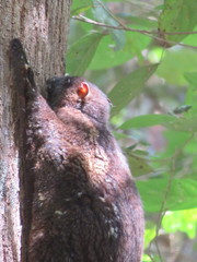 Cynocephalus volans