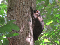 Cynocephalus volans