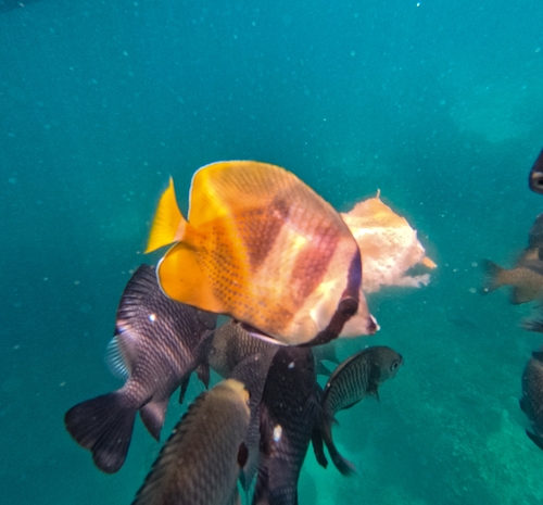 Chaetodon kleinii