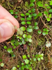 Metrosideros carminea