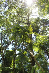 Bathysa australis