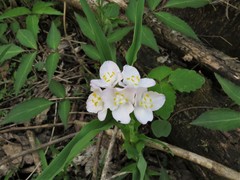 Tradescantia ozarkana