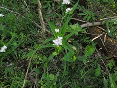 Tradescantia ozarkana