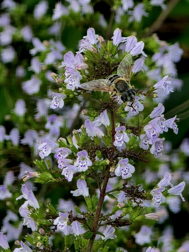 Unknown species found near Bellevue Precinct, NE, USA