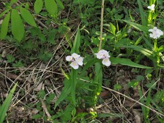 Tradescantia ozarkana