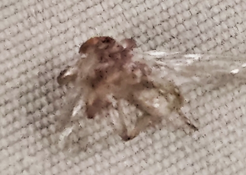 Unknown species found near Hunlock Township, PA, USA