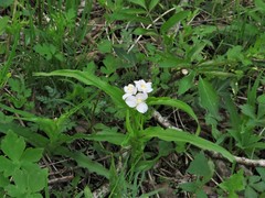 Tradescantia ozarkana