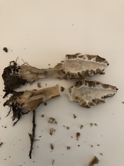 Morchella rufobrunnea