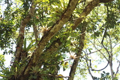 Vriesea