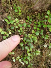 Metrosideros carminea