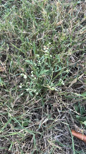Parthenium hysterophorus iNat (3)