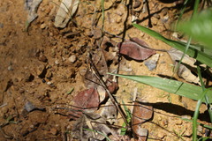 Cladoxerus