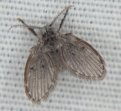 Unknown species found near Stony Brook University, NY, USA