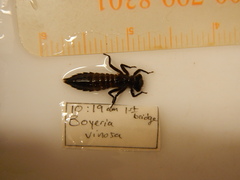 Boyeria vinosa