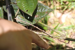 Cladoxerus
