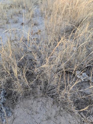 Ear Muhly