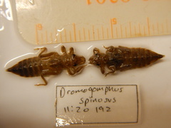 Dromogomphus spinosus