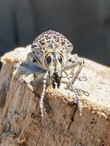 Cydianerus latruncularius