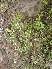 Metrosideros carminea