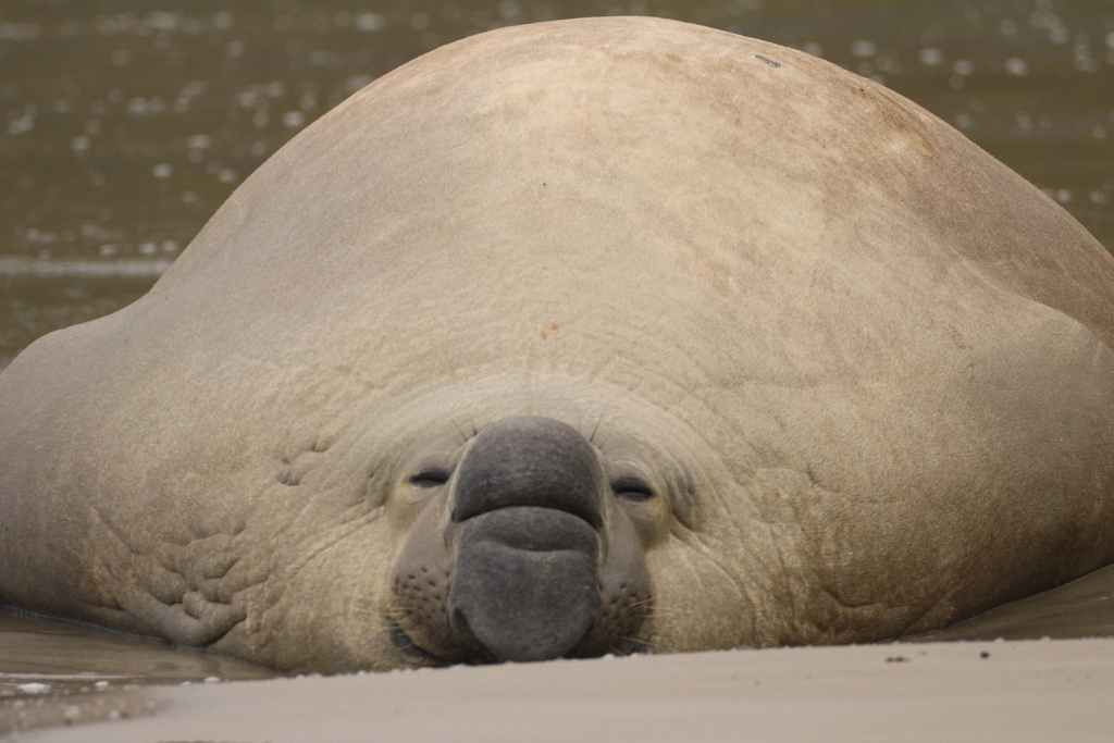 Large southern elephant seal resting on a wet beach, face turned to the camera
