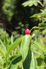 Costus spiralis