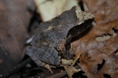 Platymantis corrugatus