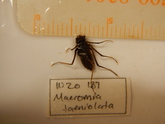 Macromia taeniolata