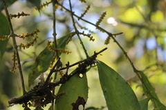 Phoradendron crassifolium