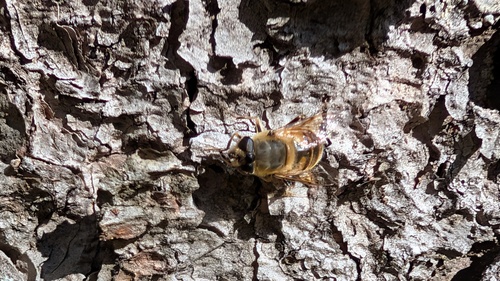 Unknown species found near Spring Hill, Somerville, MA, USA