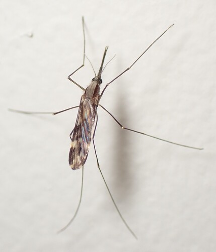 Unknown species found near Pennsylvania, US