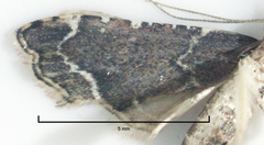 Diplopseustis perieresalis