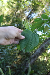 Bauhinia pauletia