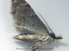 Diplopseustis perieresalis