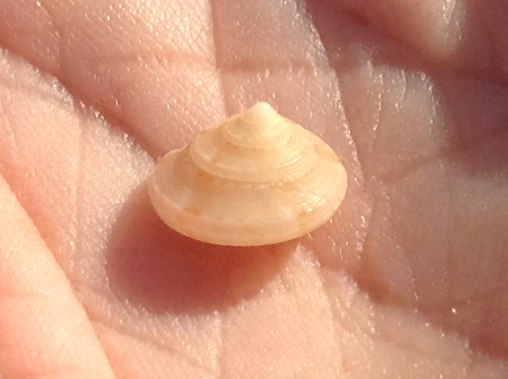 Depressed Top Snail