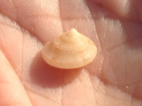 Calliostoma yucatecanum image