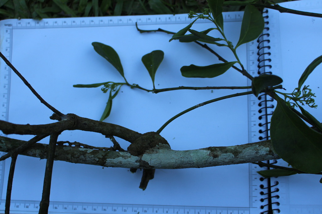 Cladocolea alternifolia