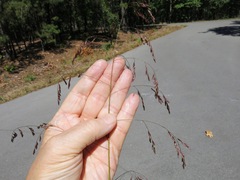 Tridens flavus flavus