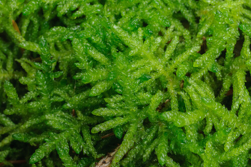 Pseudoscleropodium purum