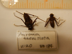 Macromia taeniolata