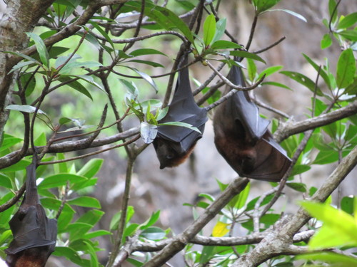 Island Flying Fox